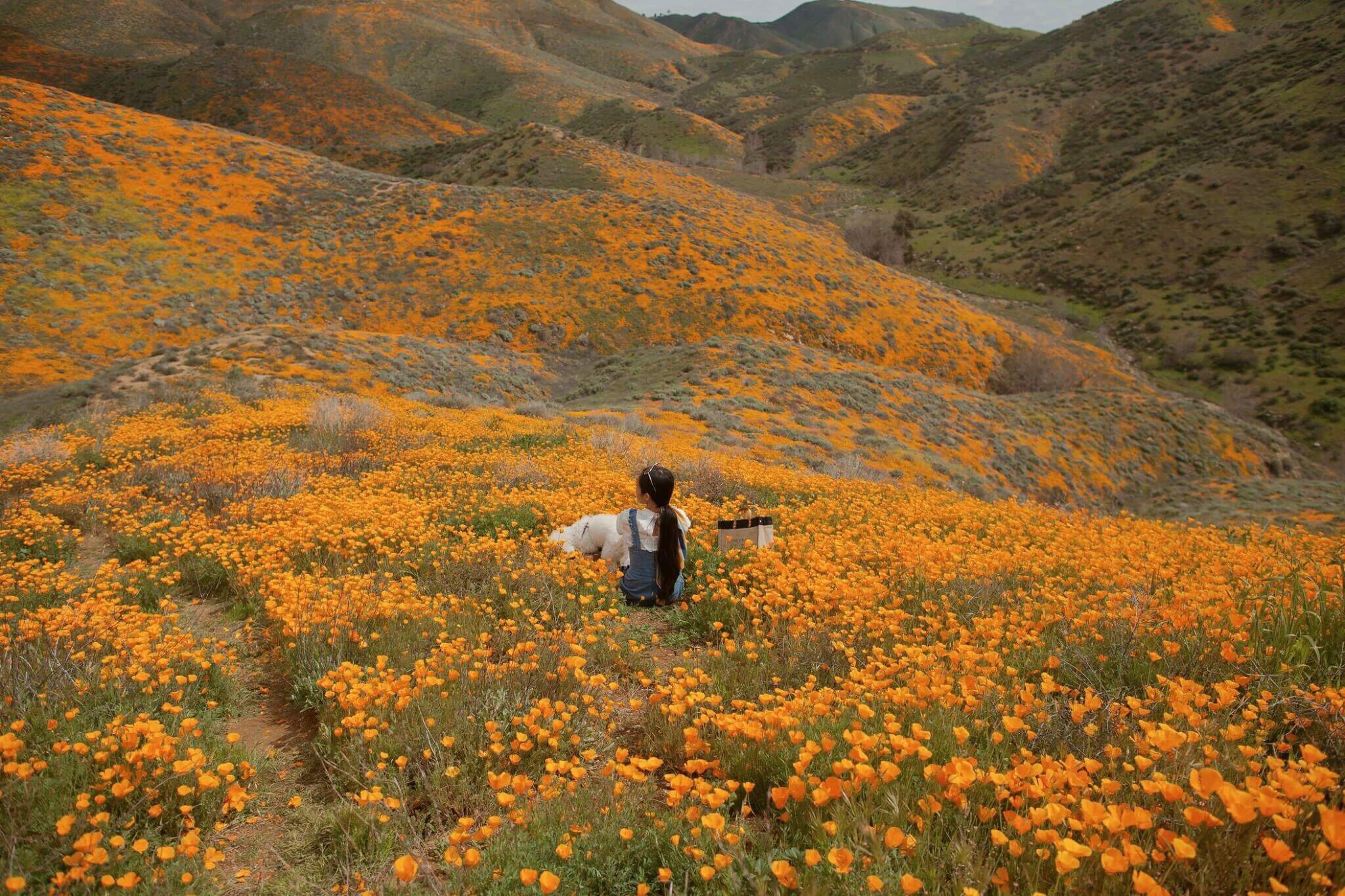 Spring In La Where to See Stunning Spring Bloom in LA - inAra By May Pham