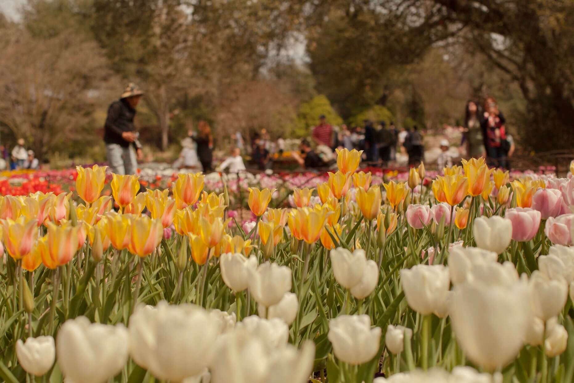 Spring In La Where to See Stunning Spring Bloom in LA - inAra By May Pham