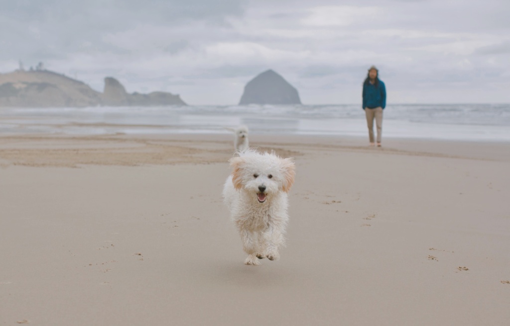 ultimate oregon coast road trip